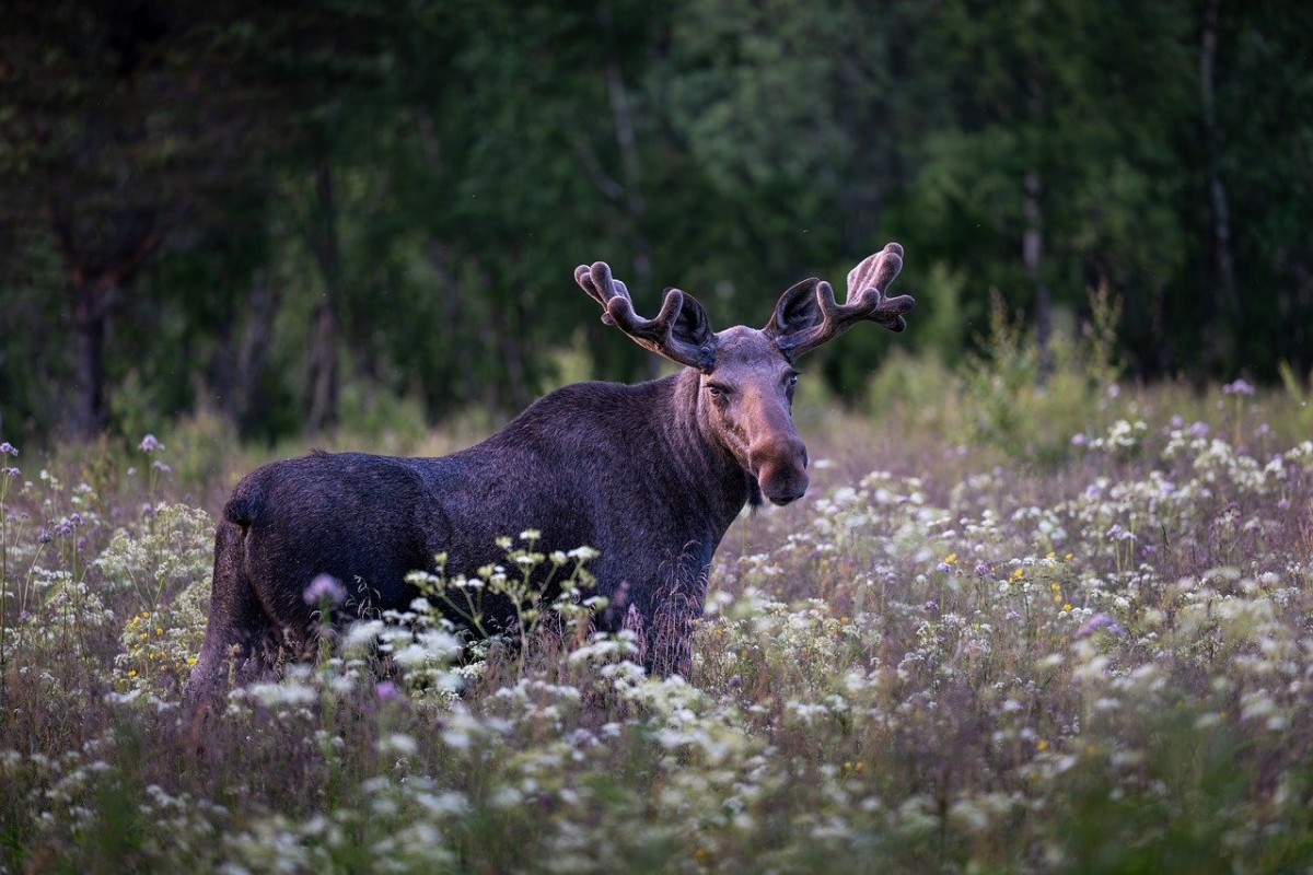Joka viides suomalainen on ollut lähellä ajaa hirvikolarin